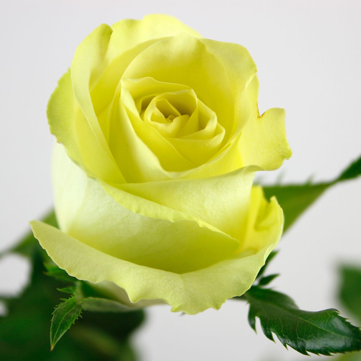 ケニアレア薔薇切花 ケニア薔薇 切り花品種☆希少☆ バラクーダ 薔薇 バラ苗 挿し木 - メルカリ
