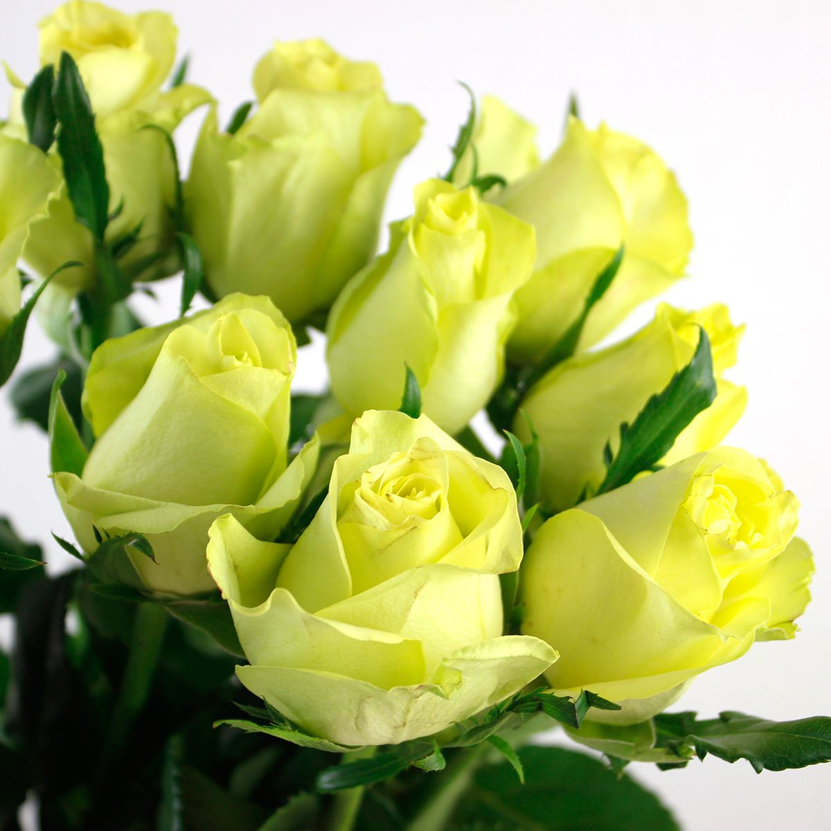 生花 ケニアローズ グリーンウェイ 黄緑 60cm Or 木金お届け不可 通販 はなどんやアソシエ 生花 ケニアローズ グリーンウェイ 黄緑 60cm Or 木金お届け不可 通販 はなどんやアソシエ
