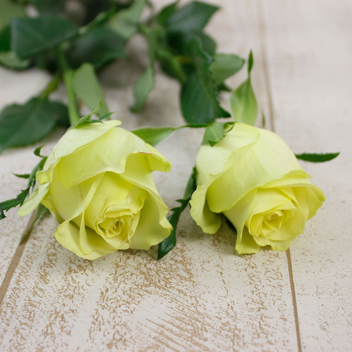 生花 ケニアローズ グリーンウェイ 黄緑 60cm Or 木金お届け不可 通販 はなどんやアソシエ 生花 ケニアローズ グリーンウェイ 黄緑 60cm Or 木金お届け不可 通販 はなどんやアソシエ