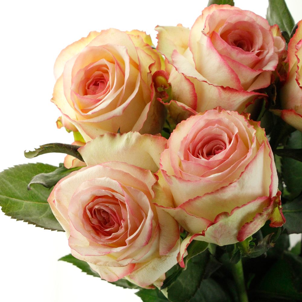 生花】ケニアローズ アルマーズ(淡いピンク) 50cm 【OR-82】 - 花材