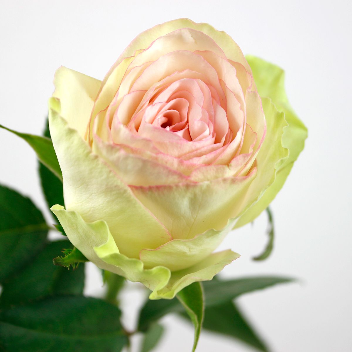 直前08】ケニアローズ クラシコ(白クリーム×縁ピンク)60cm ☆初入荷