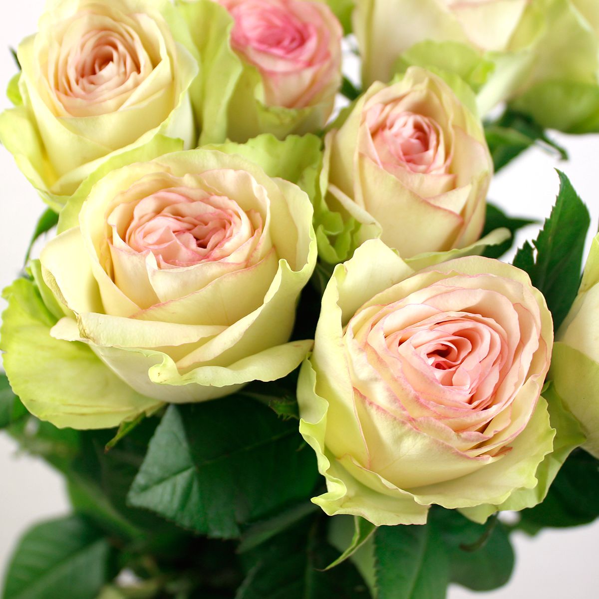 直前08】ケニアローズ クラシコ(白クリーム×縁ピンク)60cm ☆初入荷