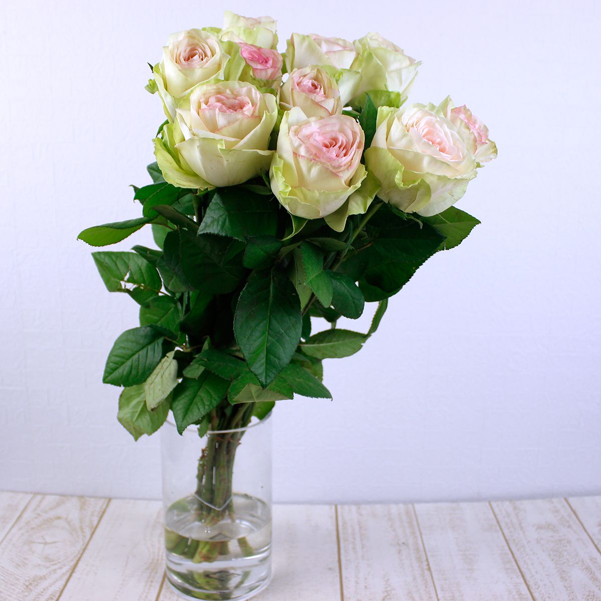 直前08】ケニアローズ クラシコ(白クリーム×縁ピンク)60cm ☆初入荷