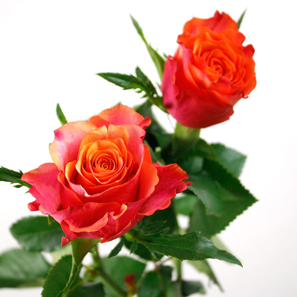 直前08F】ケニアローズ アルタモダ(赤オレンジ複色)60cm ☆初入荷!お