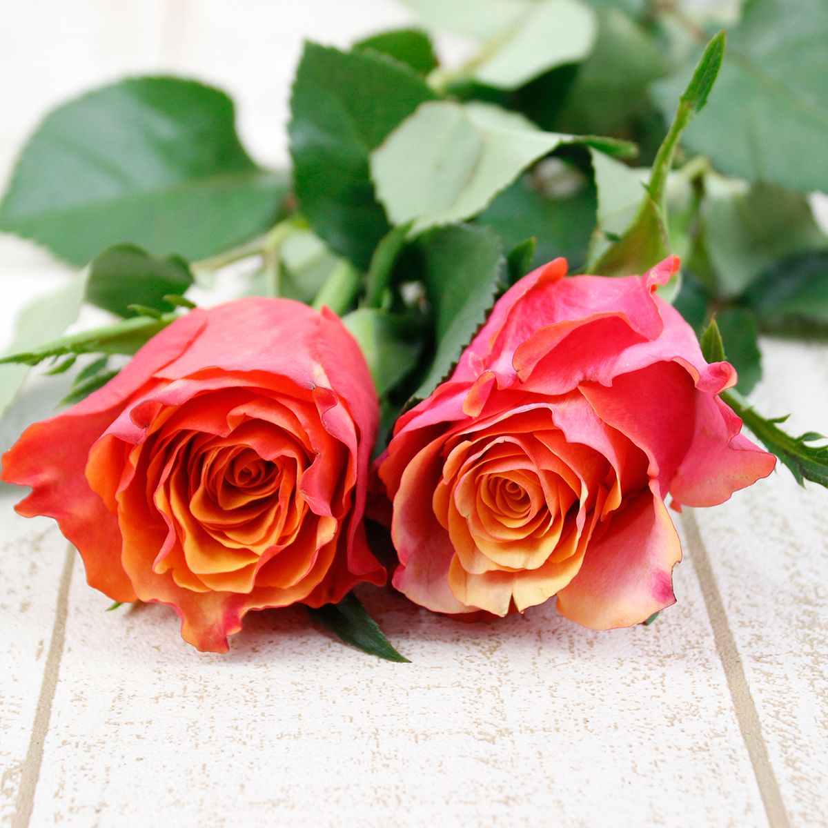 直前08F】ケニアローズ アルタモダ(赤オレンジ複色)60cm ☆初入荷!お