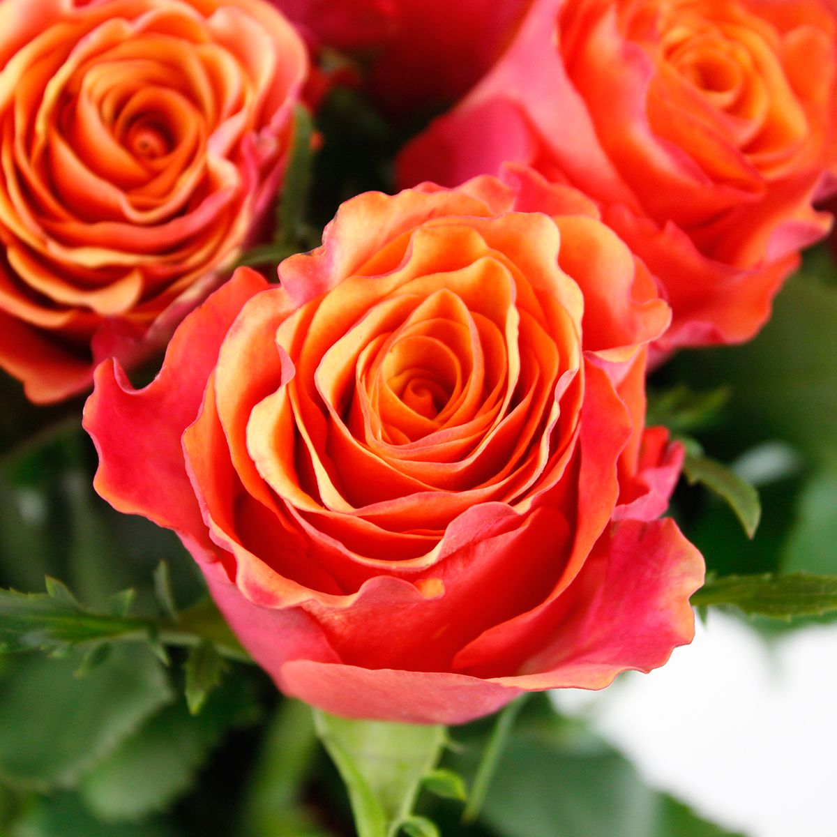 直前08F】ケニアローズ アルタモダ(赤オレンジ複色)60cm ☆初入荷!お