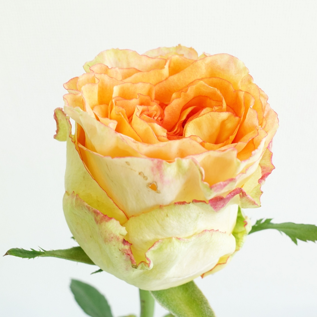 生花】ケニアローズ コロセウム(複色オレンジ) 60cm 【OR-82】初入荷