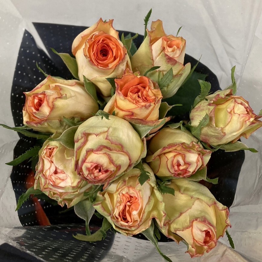 生花】ケニアローズ コロセウム(複色オレンジ) 60cm 【OR-82】初入荷