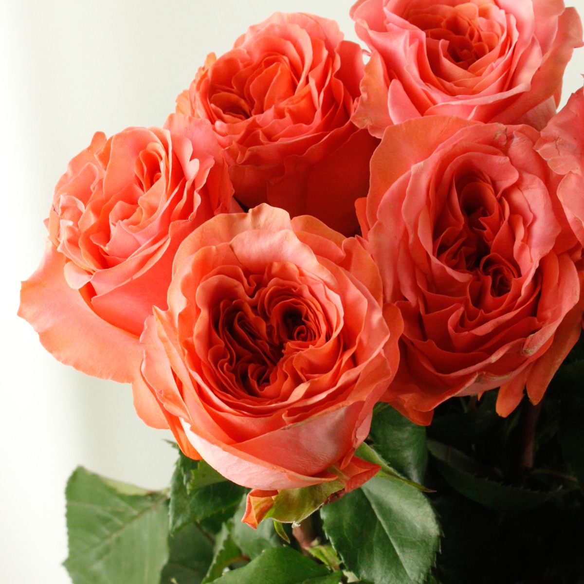 生花】ケニアローズ ロマンツァ(オレンジ) 60cm 【OR-82】 - 花材通販