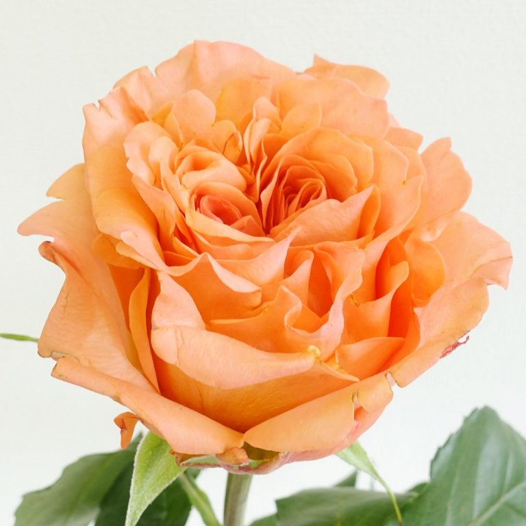 生花】ケニアローズ ロマンツァ(オレンジ) 60cm 【OR-82】 - 花材通販