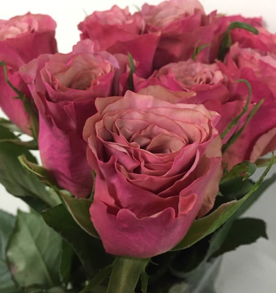 生花】ケニアローズ シルバーマジック(くすんだピンク)【OR-82】 ☆新