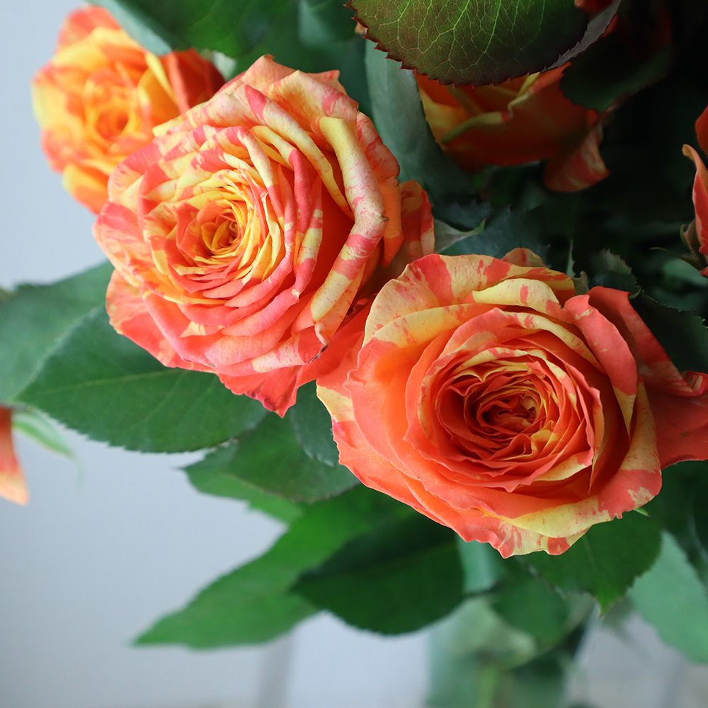 08直前!】レッドランド社 ケニア産スプレーバラ オレンジペップス