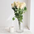 【生花】ケニアローズ ウェディングローズ 50cm〜 (クリーム)【OR-82】