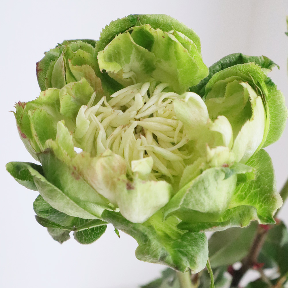 eh様限定エドルカラー　バラ売り◯1本当たり390円 楽天市場】【2026年 早期予約】送料無料【エメトワ 新苗4号鉢】鉢植え