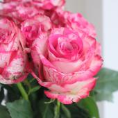 08直前】ケニアローズ バラクーダ(ピンク系しぼり)60センチ程度【生花