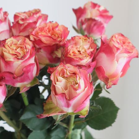 生花】ケニアローズ カプリオーラ(複色系)60センチ程度 - 花材通販は