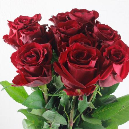 【生花】輸入バラ エバーレッド(60〜70cm程度 輪大きめ)【OT】