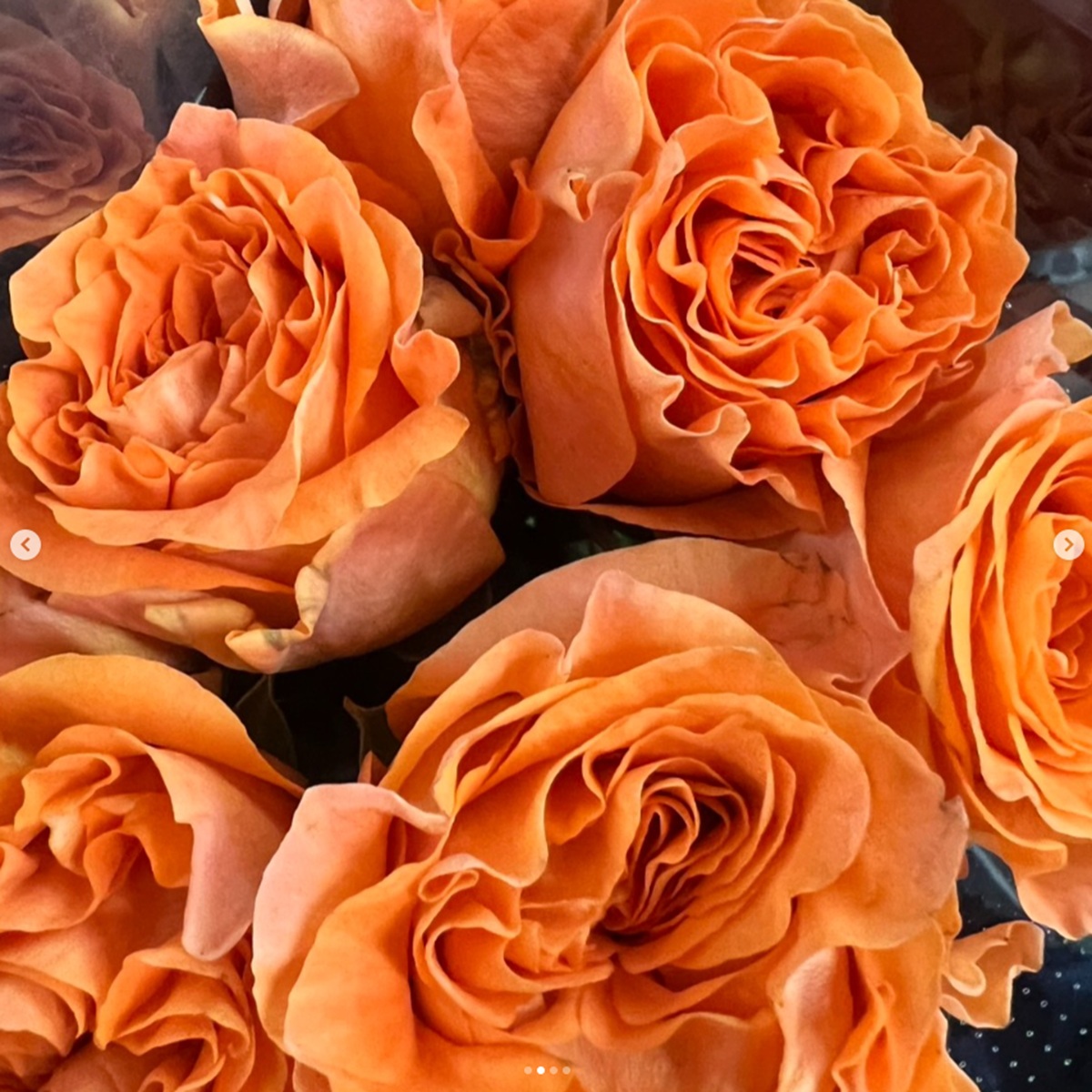 生花】輸入バラ ブラッシングリーバ(ピンク～オレンジ)【OT】 - 花材