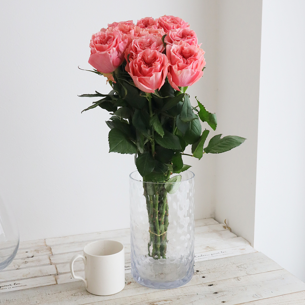 バラ 挿し木苗　ショコラR milky オール4 Pu ゆ春Orange バラ 挿し木苗 ショコラR milky オール4 Pu ゆ春Orange様専用