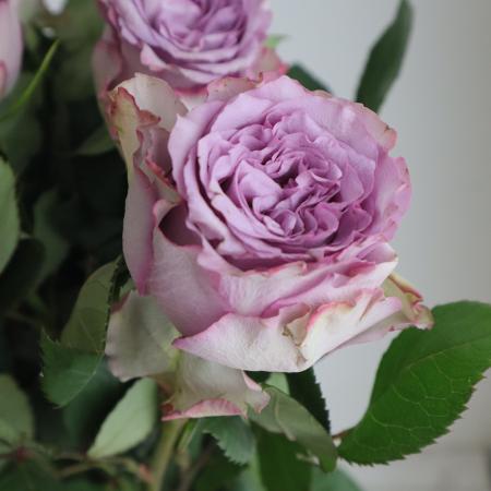 【08直前】ケニアローズ　ドルチェット!(紫)60cm【OT】