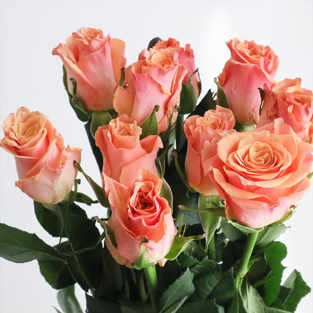 08直前】ケニアローズ ミスジャッキー 60cm【OT】 - 花材通販はなどん