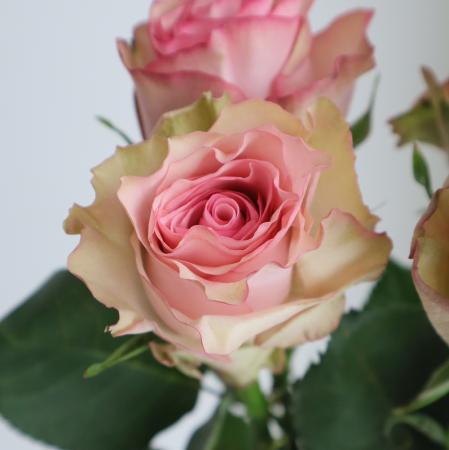 【08直前】ケニアローズ　パロマステフィ(ピンク)60cm【OT】