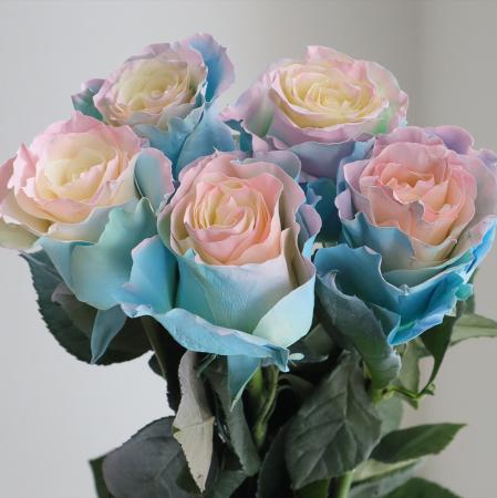 【生花/予約】大輪エクアドルローズ　バブルガム(染め水色ピンク)70cm 【早締切】※予約約2週間前