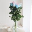 【生花/予約】大輪エクアドルローズ　バブルガム(染め水色ピンク)70cm 【早締切】※予約約2週間前