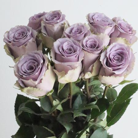 【08直前!!】大輪エクアドルローズ　ショッキングブルー(パープル)　70cm【生花】