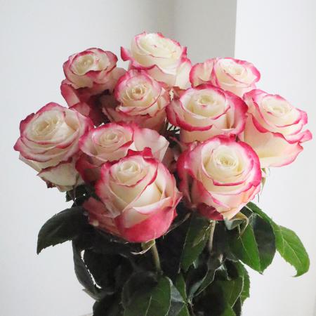 【08直前!!】大輪エクアドルローズ　スイートネス(複色白ピンク)　70cm【生花】