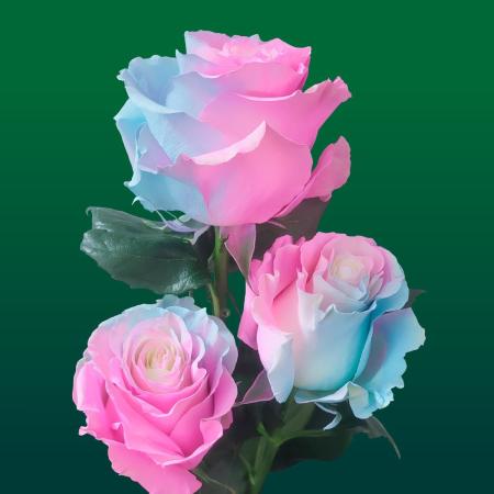 【生花】大輪エクアドルローズ　染めマーメイド(ピンク水色)　70cm 【早締切】【OR-89】