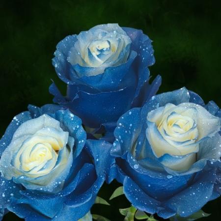 【生花】大輪エクアドルローズ　染めコバルトナイトスカイ(コバルトブルー×白)　70cm 【早締切-89
