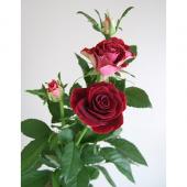 生花】SPバラ ブラックビューティ(濃い赤):クリスマス価格 - 花材通販