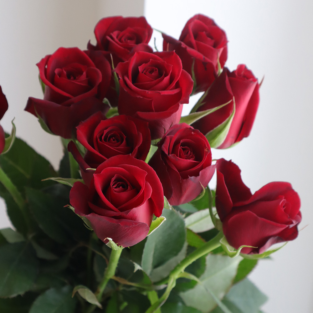 生花 バラ サムライ 赤 40cm 12 1届 年末価格 通販 はなどんやアソシエ 生花 バラ サムライ 赤 40cm 12 1届 年末価格 通販 はなどんやアソシエ