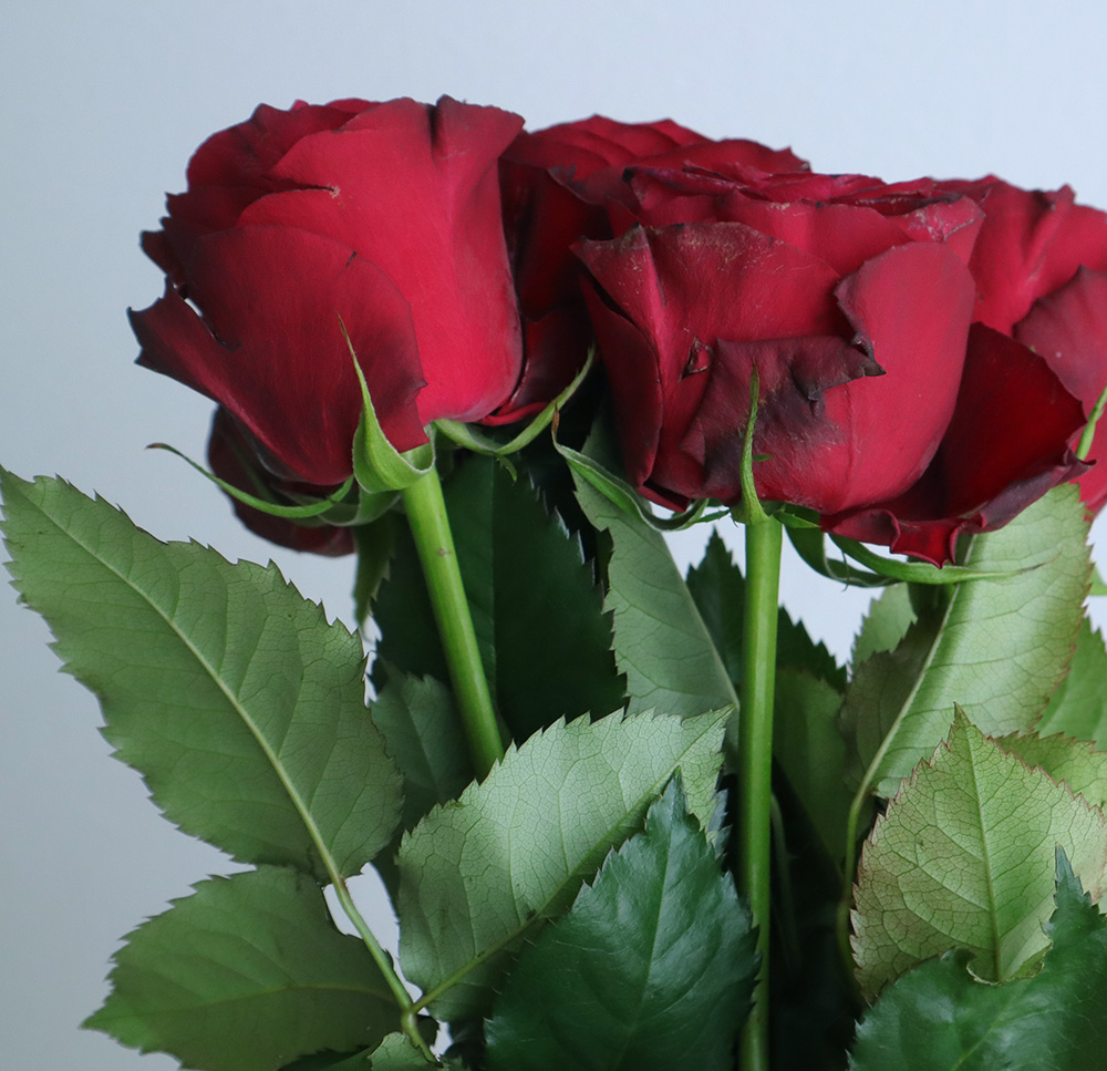 生花】バラ アマダ+(赤)50cm-【IT-23】xmas価格 - 花材通販はなどんや