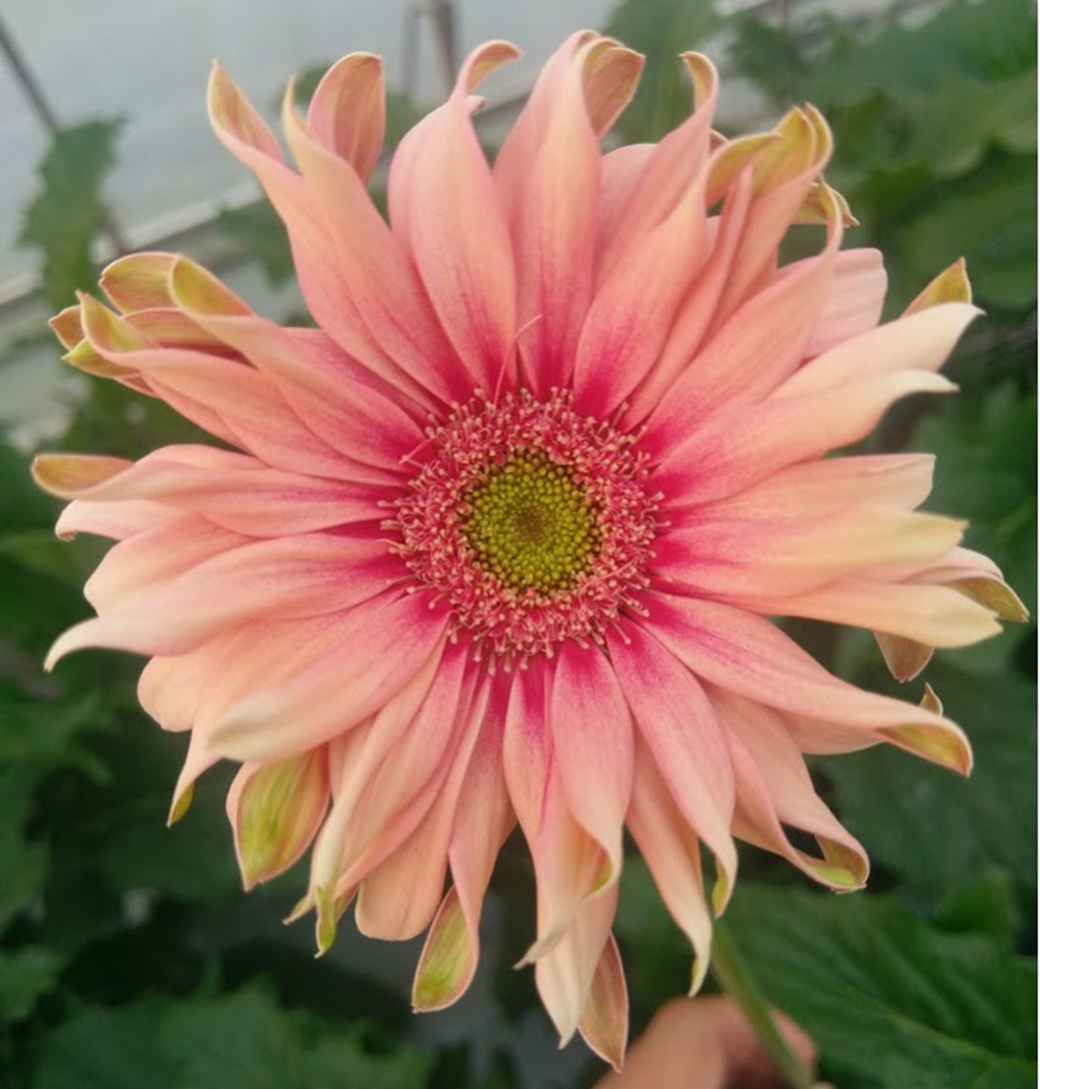 生花】大輪ガーベラ パスタロサート(ベージュ×ピンク