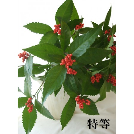 ×【生花】千両市(12/18-22届け価格)>ボリューム割引★千両　特等