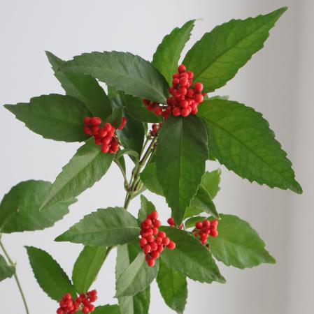 【生花/即納】千両鎌付　特等(70cm〜)