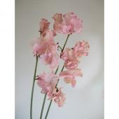 直前0323】【生花】スイトピー ボルドー(アンティックピンク)染め - 花