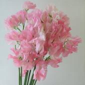 スイトピーのお部屋専用 Amazon.co.jp: 【PLANT】Heirloom Sweet Pea Nelly Viner エア