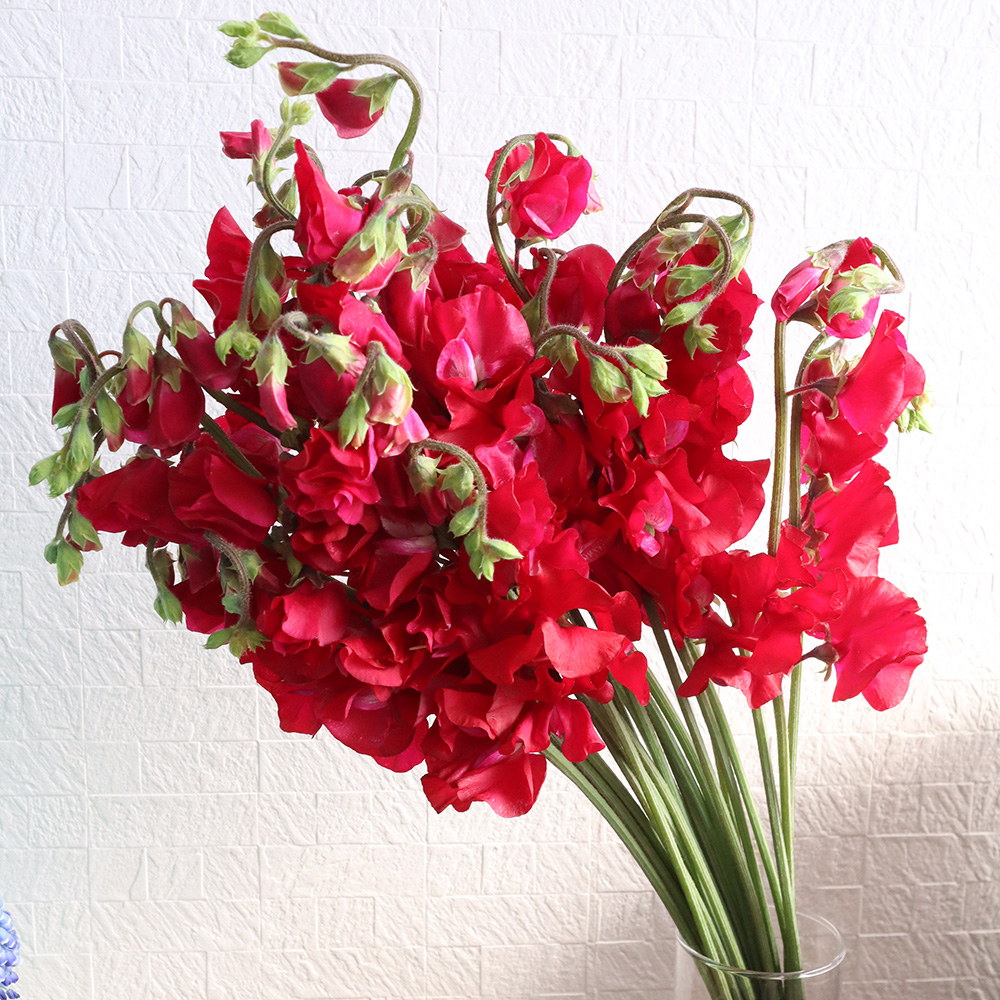 生花 スイトピー 赤 スカーレットなど 早締切 22 通販 はなどんやアソシエ 生花 スイトピー 赤 スカーレットなど 早締切 22 通販 はなどんやアソシエ