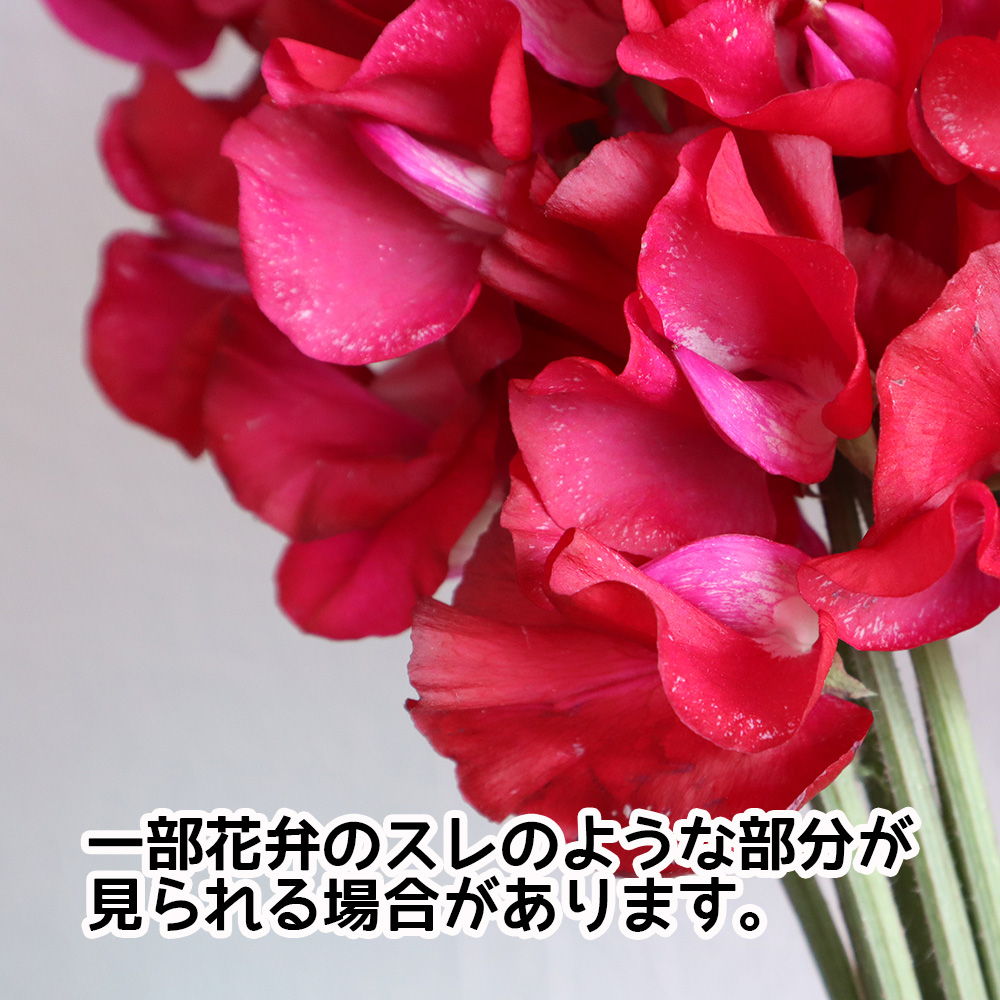 生花 スイトピー 赤 スカーレットなど 早締切 22 通販 はなどんやアソシエ 生花 スイトピー 赤 スカーレットなど 早締切 22 通販 はなどんやアソシエ