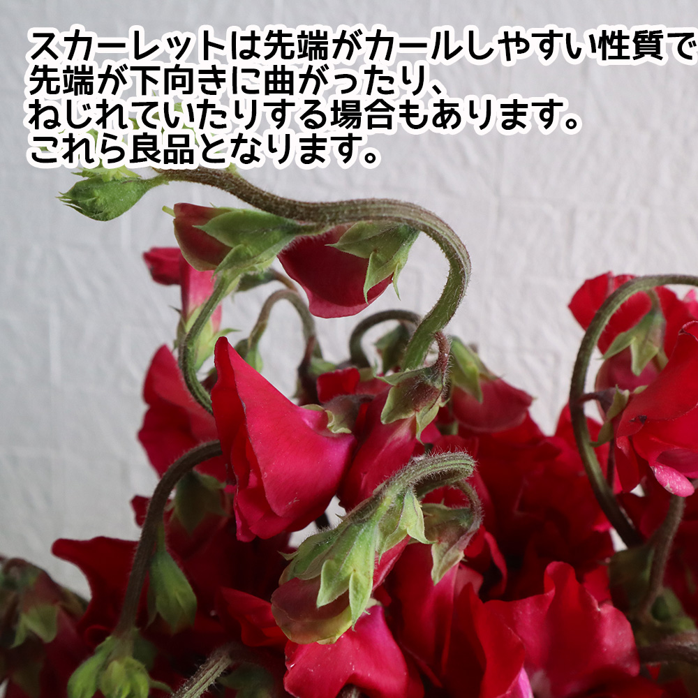 生花 スイトピー 赤 スカーレットなど 早締切 22 通販 はなどんやアソシエ 生花 スイトピー 赤 スカーレットなど 早締切 22 通販 はなどんやアソシエ