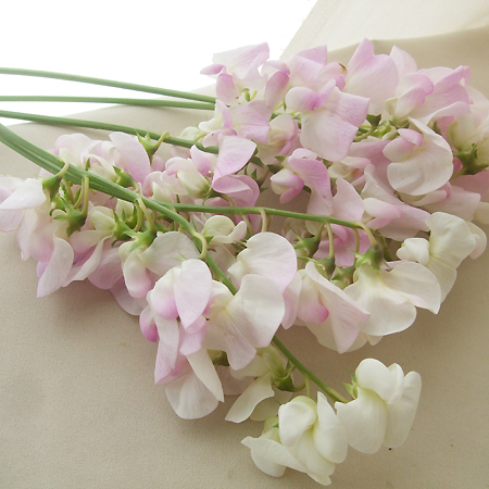 生花 宿根スイトピー 淡ピンク L 2l 木下農園 Fj 通販 はなどんやアソシエ 生花 宿根スイトピー 淡ピンク L 2l 木下農園 Fj 通販 はなどんやアソシエ