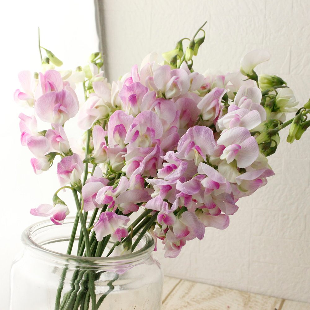 生花 宿根スイトピー 淡ピンク L 2l 木下農園 Fj 通販 はなどんやアソシエ 生花 宿根スイトピー 淡ピンク L 2l 木下農園 Fj 通販 はなどんやアソシエ