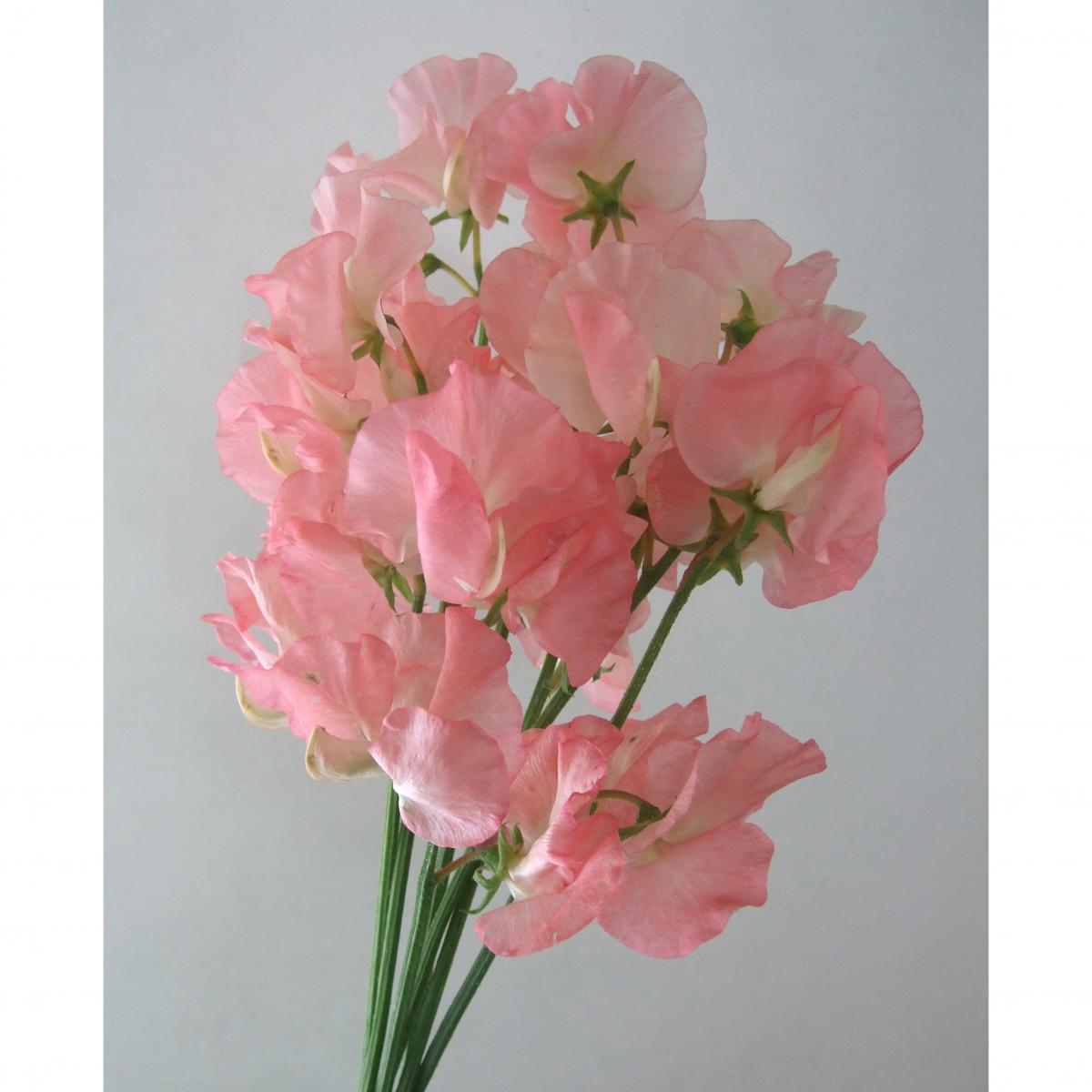 直前 スイトピー 美々 サーモンピンク 宮崎県 生花 通販 はなどんやアソシエ 直前 スイトピー 美々 サーモンピンク 宮崎県 生花 通販 はなどんやアソシエ