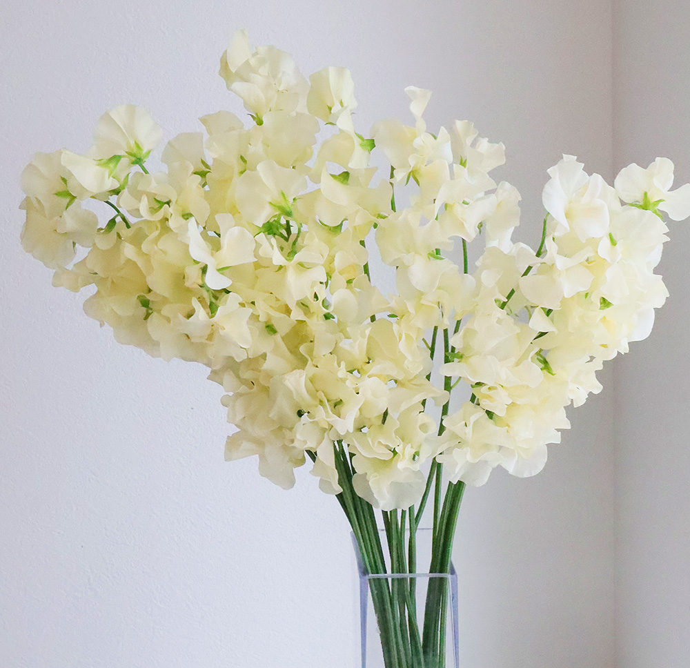 生花 スイトピー ステラ クリーム It 通販 はなどんやアソシエ 生花 スイトピー ステラ クリーム It 通販 はなどんやアソシエ