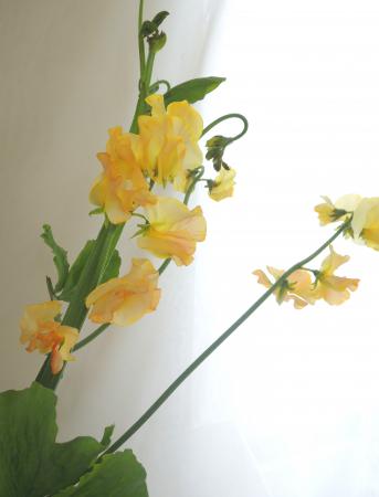 【生花】角田さんの枝つきスイトピー〔オレンジ染〕