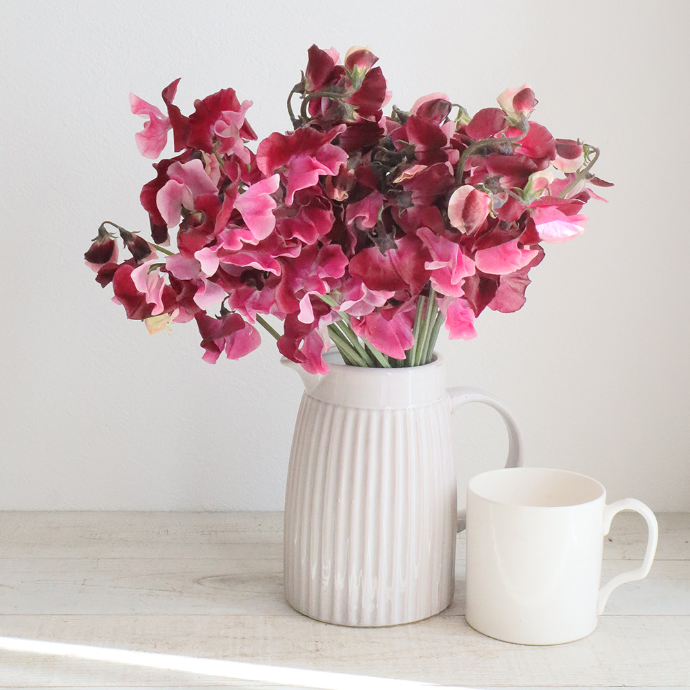 生花 スイトピー 紅式部 赤紫 ピンクツートン Fj 通販 はなどんやアソシエ 生花 スイトピー 紅式部 赤紫 ピンクツートン Fj 通販 はなどんやアソシエ