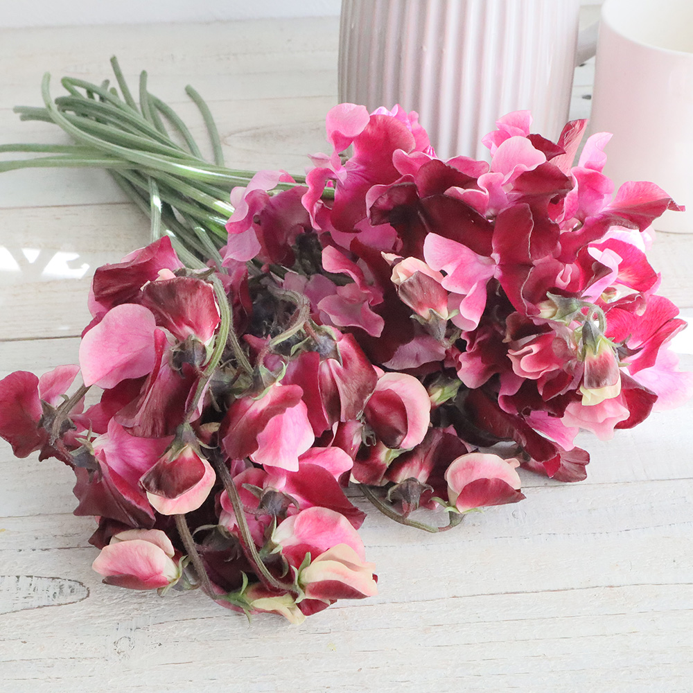 直前 スイトピー 紅式部 赤紫 ピンクツートン 生花 通販 はなどんやアソシエ 直前 スイトピー 紅式部 赤紫 ピンクツートン 生花 通販 はなどんやアソシエ